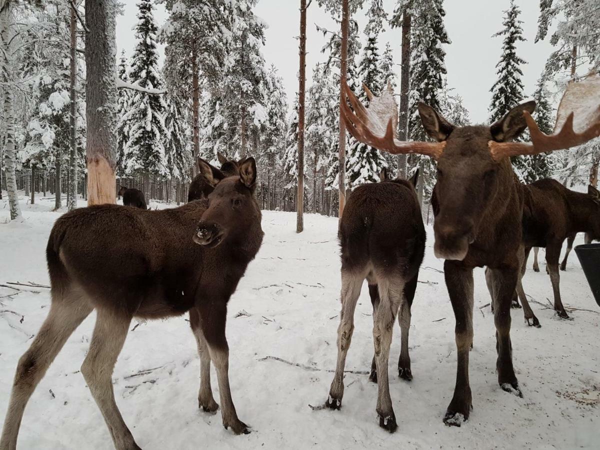 Готель The Friendly Moose Overtornea Екстер'єр фото